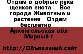 Отдам в добрые руки щенков енота. - Все города Животные и растения » Отдам бесплатно   . Архангельская обл.,Мирный г.